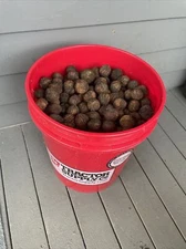 30 New England Black Walnut Tree Seeds Nuts De Husked Dried CT Untreated Farm