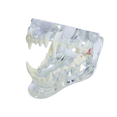 1:1 Dog Teeth Model Transparent PVC Full Mouth Dental Display for Study Teaching