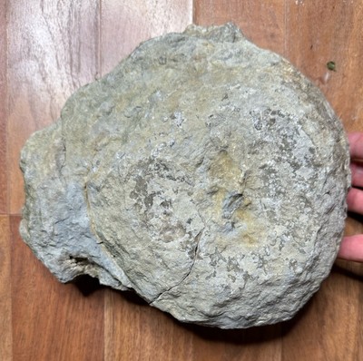 Fossilized Indiana Devonian Limestone Ammonite Cephalopod 400 Million 12.4 Lbs