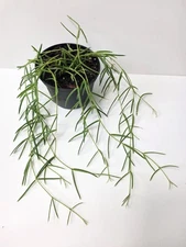 Hoya Linearis Full Rooted & Thriving Length To 2ft Rare Tropical Plant 4" Pot