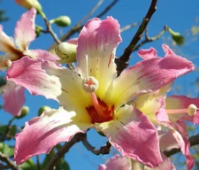 Chorisia speciosa exotic flowering tree silk floss bottle kapok seed 20 seeds