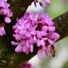 Judas Tree Seeds (Cercis siliquastrum) Mediterranean Redbud Flowers Fast Hardy-4