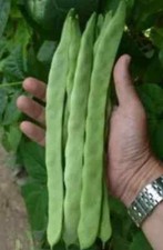 Qing Bian Romano Bean Seeds 25 / ORGANIC / FLORIDA GROWN / Pole Bean