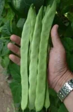 Qing Bian Romano Bean Seeds (25) / ORGANIC / FLORIDA GROWN / Pole Bean
