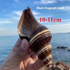 10-11cm Natural Conch Shell Fish Tank Decor Home Collection Specimen