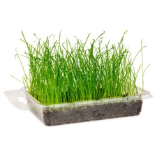 Karlie Herbe À Chats Vital Bio Pour Chats - Ensemble Mini-Jardin Frais 150ml