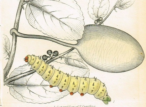 Caterpillars of Samia Silk Moths, Hand-Colored Antique Print - Jardine 1841 - Picture 5 of 5
