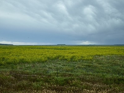 Photo:Kim Colorado USA 2016 Yellow Field Prairie Landscape Cloudy Sky