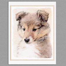 6 Sheltie Shetland Sheepdog Puppy Blank Art Note Greeting Cards