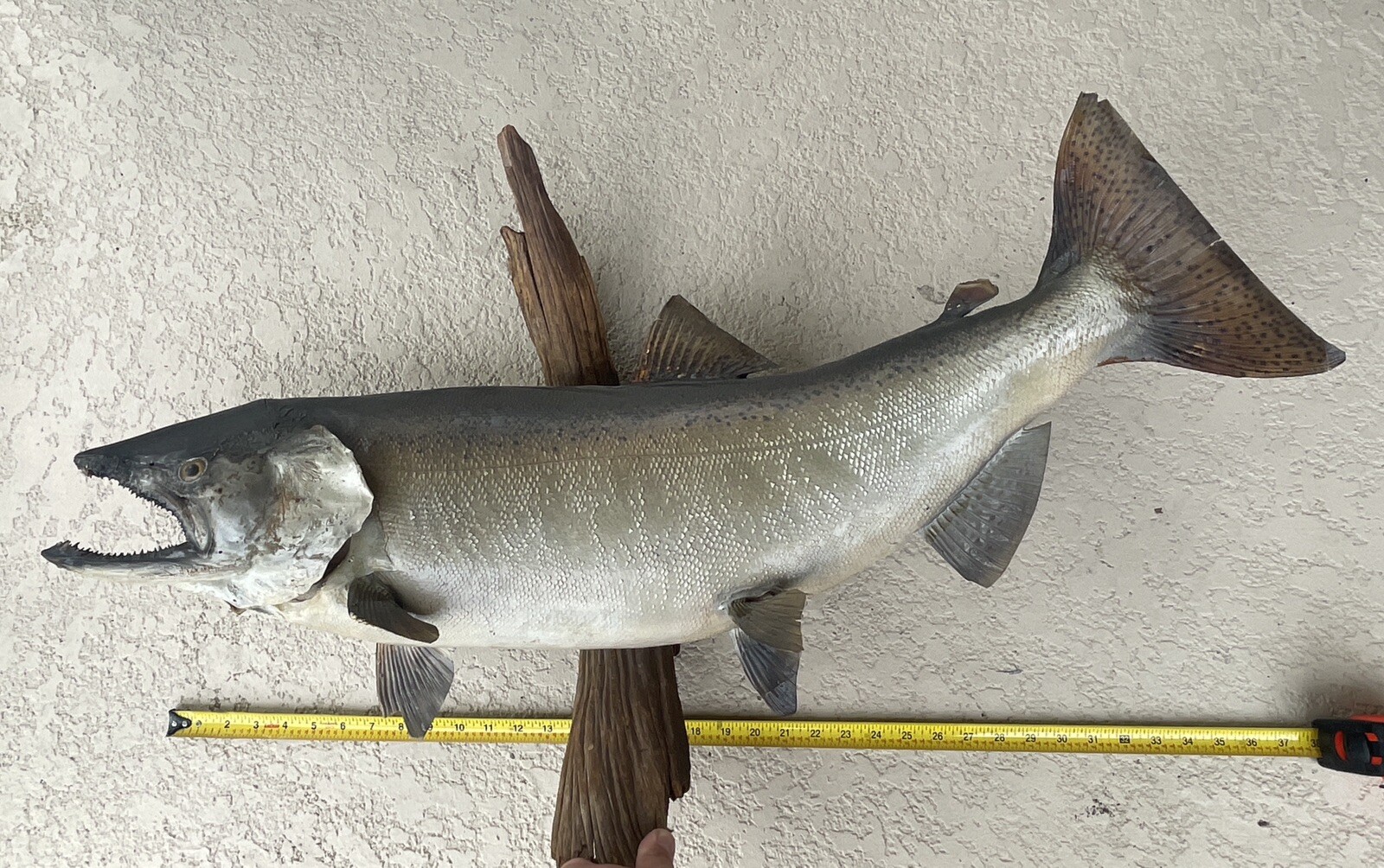 Large Chinook King Salmon Taxidermy Fish Wall Mount 34+" Vintage Cabin