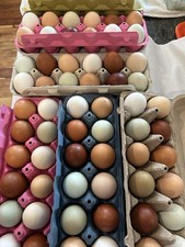 Rainbow Backyard Mix Hatching Eggs 1 Dozen 