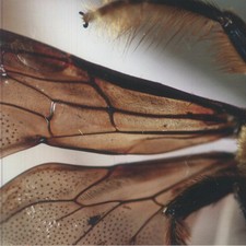 INNERWOUD - Dran (Record Store Day RSD 2025) - Vinyl (12" limited to 250 copies)