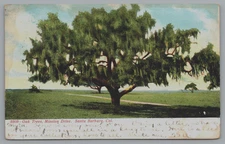 Vintage Postcard, Oak Trees, Mission Drive, Santa Barbara California