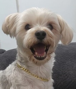 Authentic 925 Sterling Silver Gold Plated Hollow 7.4mm Figaro Link Dog Chain Size 14"