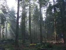 Photo 6x4 Redlands Wood Mid Holmwood  c2007