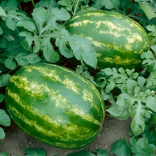 40 Organic Heirloom Crimson Sweet Watermelon Seeds Giant  Super Sweet Melon 25LB