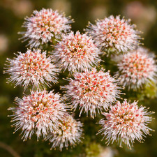 Agathosma ciliaris SEEDS - Buchu | False buchu