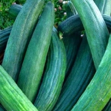 Metki Dark Green Cucumber Seeds | NON-GMO Cucumber Seeds | Heirloom Garden Seeds