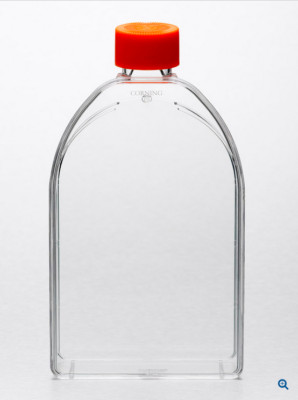TISSUE CULTURE FLASK - Corning 430825 Sterile 150cm2 Vented Cap - 50/CS