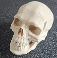 Human Skull 3D Printed – Bone Color – 3.5 inch