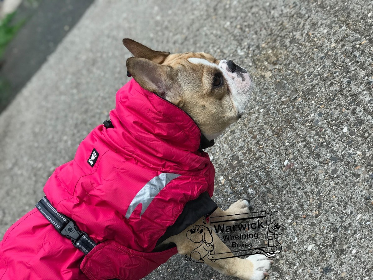 Summit Parka Hurtta Raincoat Sale Hurtta Clearance Hurtta Dog Wear