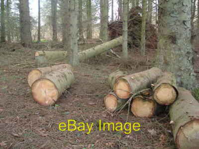 Foto 6x4 Baumfällung Maud am Brucklay Haus um 2008