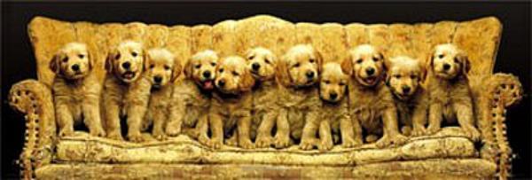 Keith Kimberlin : Golden Puppies - Door / Vista Poster 158cm x 53cm new sealed