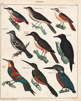 Eisvogel kingfisher Specht Woodpecker Vögel bird Lithographie Oken 1830