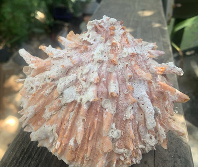 Spiny Oyster Pair Salmon Orange Shell 5'' Pearl White Coral Color Large Vtg Set