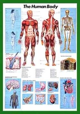 THE HUMAN BODY Anatomy HUGE Educational Professional Wall Chart 27x39 POSTER