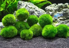 2 Marimo Moss Ball 1-1,5 inches Cladophora Live Plant Aquarium in USA
