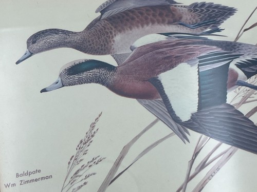 Vintage Wm Zimmerman Baldpate Duck Print Art Nature In Rustic Matted Frame 10x13 - 第 10/10 張圖片