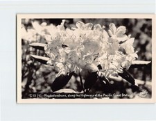 Postcard Rhododendrons, along the Highways of the Pacific Coast States