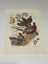 Vintage Arthur Singer Ring Necked Pheasant Botanical Print #3 Of A Series