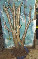 XL Bonsai Jade Crassula Ovata 33" Tall Great Style Beautiful Succulent 40 yr old