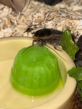 25 Medium Dubia Roaches  Feeder Insects  Live Arrival Guaranteed 