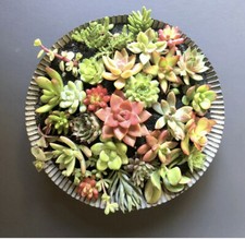 25 Beautiful, Colorful & Healthy Succulent Cuttings! 25 Varieties FREE
