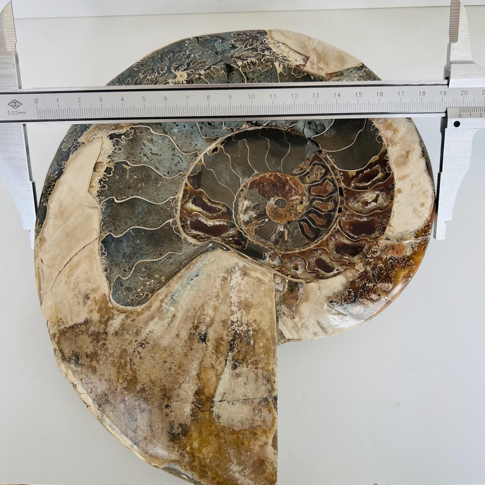 Natural Intact Nautilus fossil Ammonite Ancient fossil Mineral Reiki 4