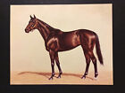 Ruffian Photo 15" x 12" Horse Racing Champion