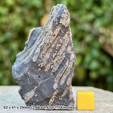 RARE Syringopora Fossil Coral Carboniferous Limestone Cheddar Gorge Mendip