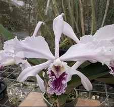 Cattleya crispa Flamea ‘Baronessa’ X Self Merlot White Orchid Eros 4.5” RePot