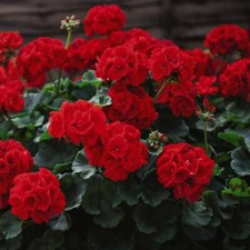 T&M Geranium Best Red Garden Plant Patio Half-hardy Perennial Flowering Plugs