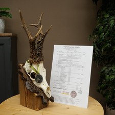 Rehgeweih Medaillenklasse silberfar. CIC 117,85 IP hochkapitaler Bock Reh Geweih