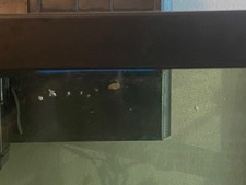 20 freshwater, bladder, snails, beginner friendly aquarium, cleaners