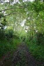 Photo 12x8 Mid Devon : Hall Lane Middlecott/SS7507 2 c2017