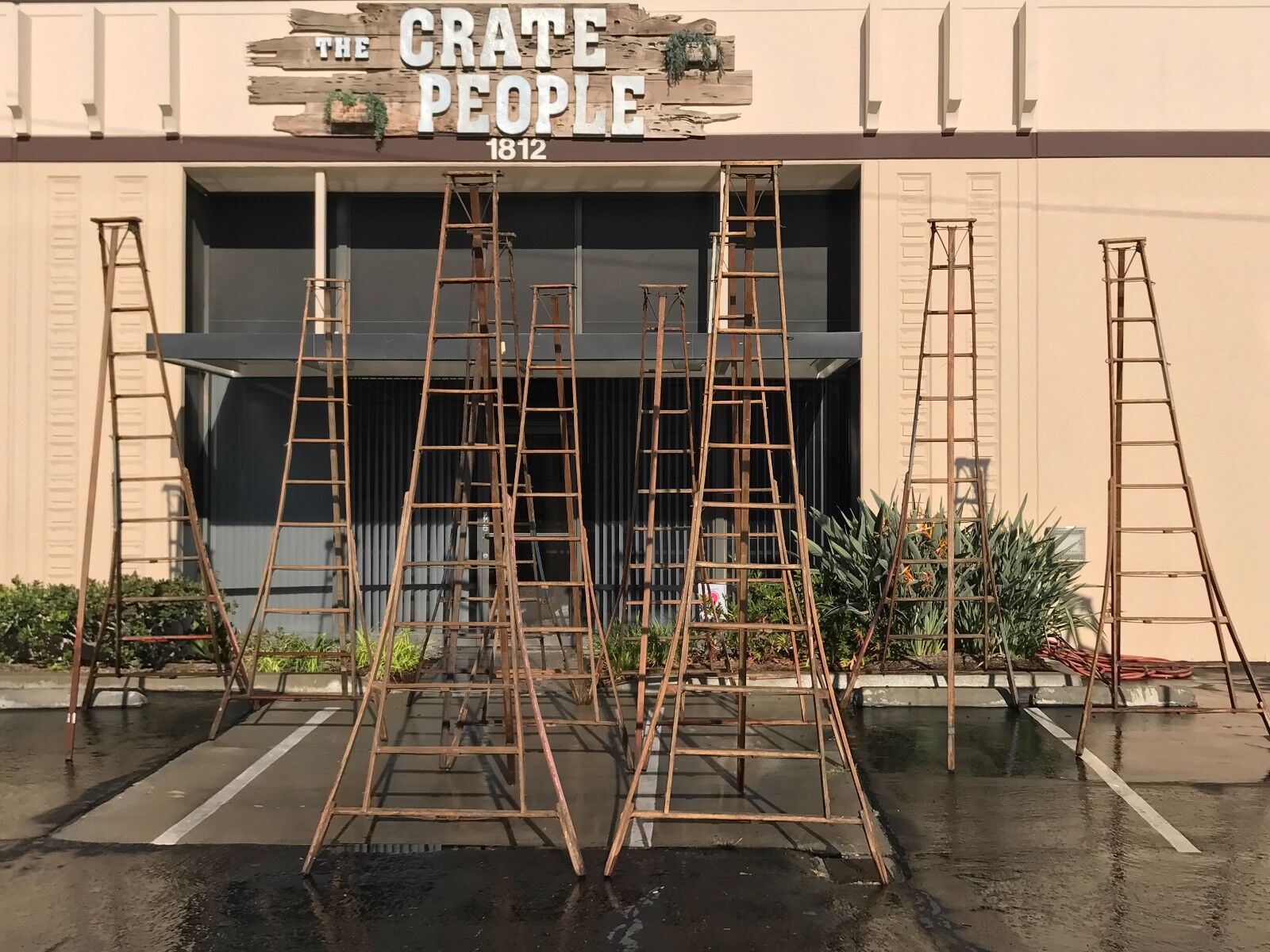 ORCHARD LADDERS  -- BARN FIND!  45 ladders Available!!!