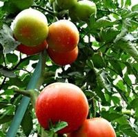 Ecostake 5-feet 50 Pack 0.27-inch Dia Plant Stakes Garden Stakes Tomato Stake... on sale Ecostake 5-feet 50 Pack 0.27-inch Dia Plant Stakes Garden Stakes Tomato Stake... on sale
