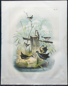 1903 Jacob Studer Color Plate of a Rail, Coot