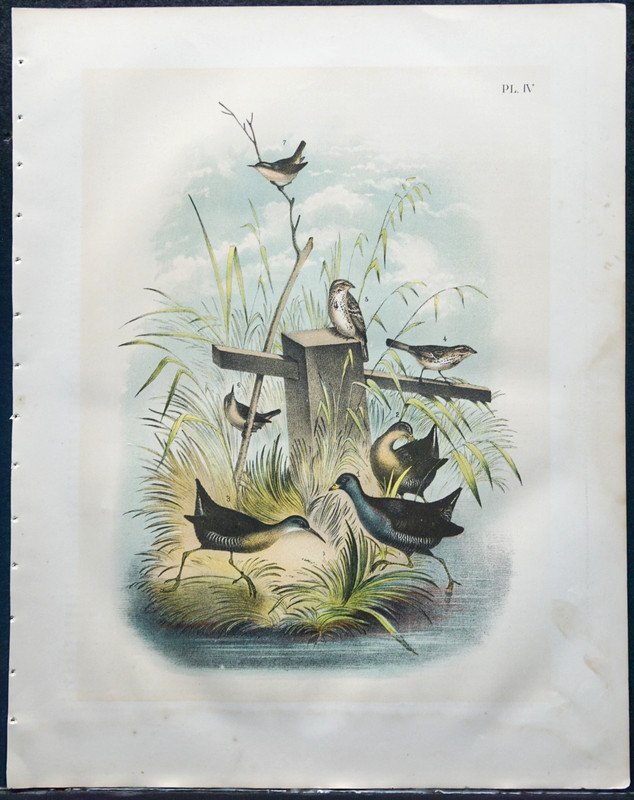 1903 Jacob Studer Color Plate of a Rail, Coot