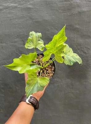 Thaumatophyllum Selloum Variegated Plant Rare Split Leaf Philodendron Variegated